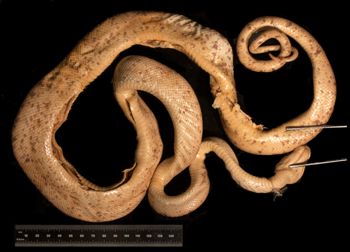 Media type: image;   Herpetology R-7791